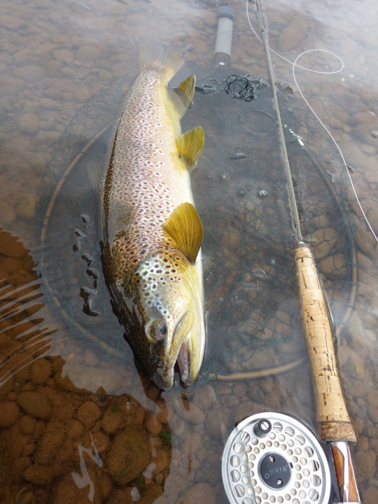 19 inch Usk trout - Seth Johnson-Marshall